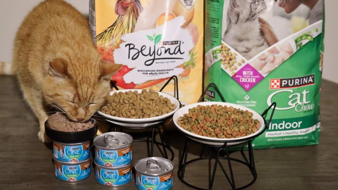 How to Receive Purina Cat Food Samples at Home