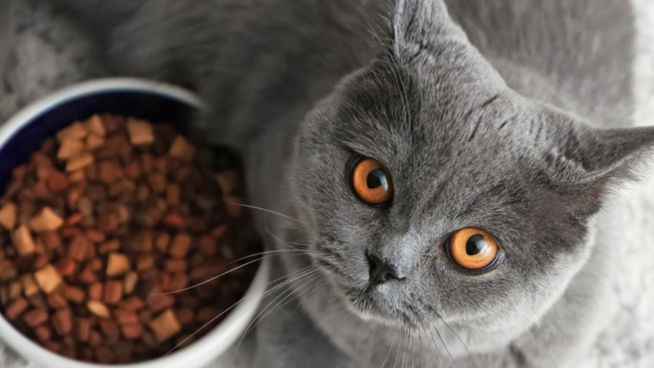 How to Receive Purina Cat Food Samples at Home