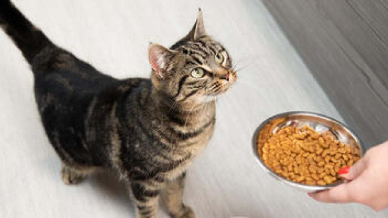 How to Receive Purina Cat Food Samples at Home